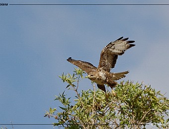 Animali 122